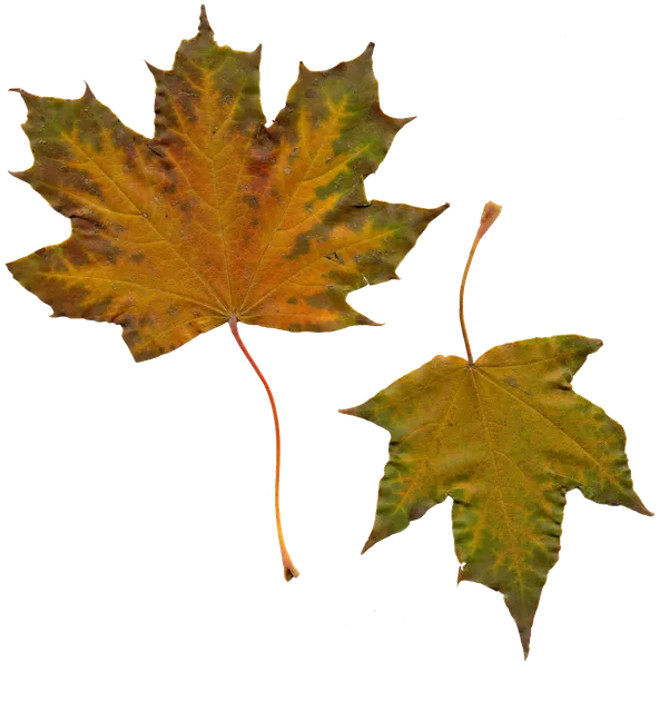 newsletter_clipart_1.jpg
